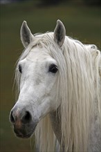Andalusian, Andalusian horse, Antequera, Andalusia, Spain, Portrait, Europe