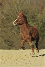 Icelandic, Icelandic horse