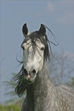 Andalusian, Andalusian horse, Portrait