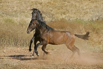 Andalusian, Andalusian horse, Antequerra, Andalusia, Spain, Europe