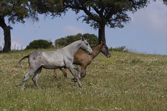 Andalusian, Andalusian horse, Antequerra, Andalusia, SpainFoal