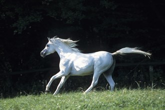 Arabian, Horse