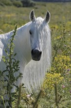 Arabian, Horse, Portrait