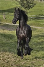 Friesian, Friesian horse