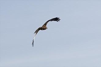 Red kite (Milvus milvus) in flight, Boizenburg, Mecklenburg-Western Pomerania, Germany, Europe