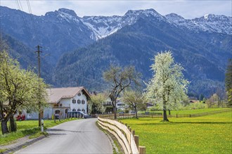 Village street and spring meadow with blossoming trees in front of Hohe Kisten 1922m in the