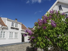 White wooden houses with blooming purple lilacs in front under a blue sky, white wooden houses with