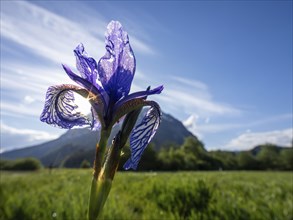 Siberian iris (Iris sibirica), behind the Grimming, near Irdning, Ennstal, Styria, Austria, Europe