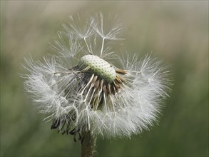 Common dandelion (Taraxacum officinale), dandelion, close-up with focus stacking, St. Jakob im