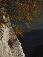 Close-up of cliffs with autumn leaves hanging over the sea and casting shadows, autumn leaves and