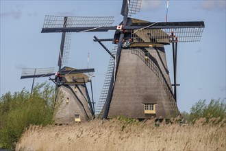 Two large windmills behind reeds on the river under a blue sky, many historic windmills on a river