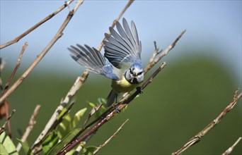 Blue tit (cyanistes caeruleus) with insect in beak