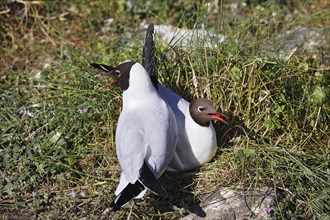 Breeding Black-headed Gulls (Larus ridibundus) also pair at the breeding site, North Sea coast,