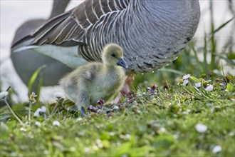 A fluffy gosling stands in the grass next to flowers and an adult goose