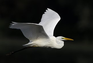 Flying great egret (Casmerodius albus), Lower Rhine, North Rhine-Westphalia, Germany, Europe