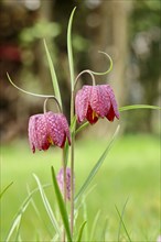 Snake's head fritillary (Fritillaria meleagris), flowers in a meadow, inflorescence, early bloomer,