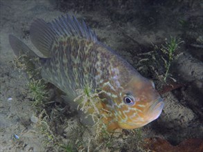 A pumpkinseed sunfish (Lepomis gibbosus), lying still between underwater plants on the lake bottom.