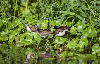 Northern jacana (Jacana spinosa), female and male among aquatic plants in the water, Tortuguero