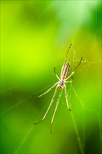 Long-jawed Orb Weaver Spiders, Tetragnathidae, spider on web