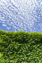 Ivy-leaf-covered wall with a cloudy blue sky in the background