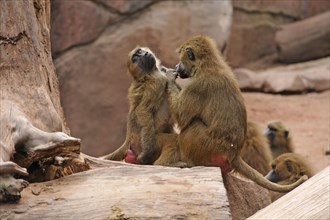 Sphings or Guinea baboons (Papio papio) lurking, Nuremberg Zoo, Am Tiergarten 30, Nuremberg, Middle