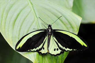 Bird moth (Ornithoptera priamus), male, captive, occurrence in Australia