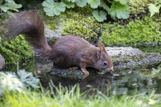 Eurasian red squirrel (Sciurus vulgaris), drinking, Emsland, Lower Saxony, Germany, Europe