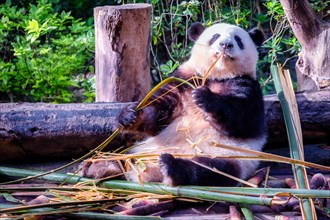 The giant panda (Ailuropoda melanoleuca), Chengdu, Sichuan, China, Asia