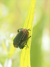 Insects mating, near Bad Mitterndorf, Styria, Austria, Europe