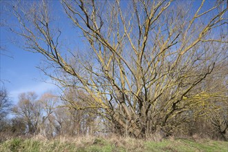 Willow (Salix) overgrown with common orange lichen (Xanthoria parietina), Thuringia, Germany,
