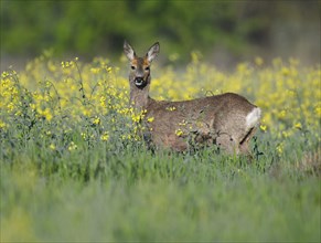European roe deer (Capreolus capreolus), doe standing at a rapeseed field, rapeseed (Brassica