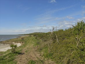 A coastal path leads through green vegetation along the sea, dunes and footpaths on the Wadden Sea,