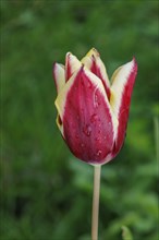 A red and white tulip with dewdrops blooms in the green background, blooming tulips in the garden,