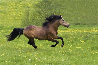 Andalusian, Andalusian horse, Spaniard