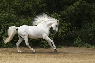 Andalusian, Andalusian horse, Spaniard