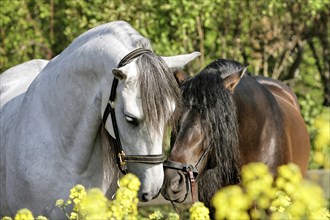 Andalusian, Andalusian horse