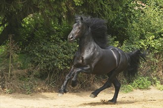 Friesian, Friesian horse