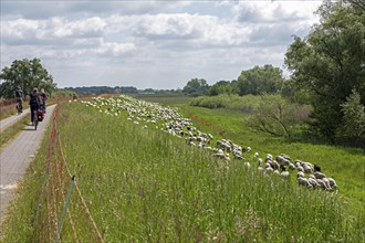 Sheep grazing on the dyke, cyclist, Elbe cycle path near Boizenburg, Mecklenburg-Western Pomerania,