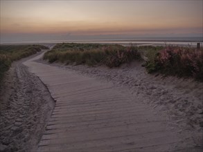 Wooden path through blooming dunes to the sea at sunset, sky in soft colours, setting sun on a