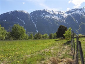 Green meadow with flowers and a fence in front of snowy mountains on a clear day, green meadow in