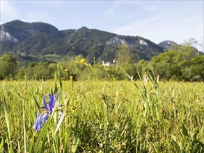 Siberian iris (Iris sibirica), near Irdning, Ennstal, Styria