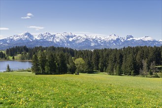 View of the Allgaeu Alps, Hegratsrieder See, dandelion meadow, snow, forest, Ostallgaeu, Allgaeu,