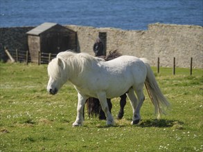 A white pony and a black pony on a pasture in front of a low stone wall and the blue sea, black and