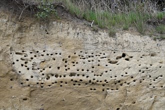 Breeding burrows of the sand martin (Riparia riparia), Poel Island, Mecklenburg-Western Pomerania,