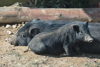 Two Black Swayback pig or Babi Bali Asi huddled together, indigenous native species of swine used
