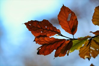 Brown leaves, autumn leaves, beech