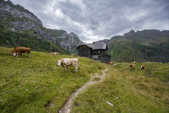 Alpine club hut, mountain hut Hochweisssteinhaus, cows grazing on a mountain meadow, mountain