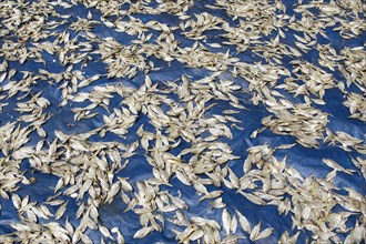 Fish lying to dry on Cherai Beach or beach, Vypin Island, Kochi, Kerala, India, Asia