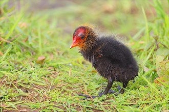 Eurasian Coot, Coot Rail, (Fulica atra), chick standing in a wet meadow, Ochsenmoor, spring, Lake