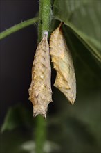 Small tortoiseshell (Nymphalis urticae, Aglais urticae), pupae, North Rhine-Westphalia, Germany,